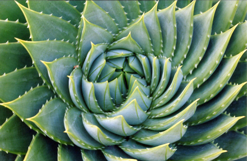 Plant Growth Spiral