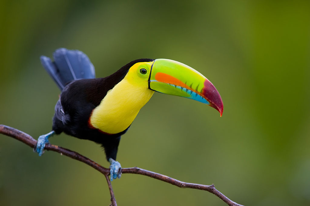 Keel-Billed Toucan in Panama