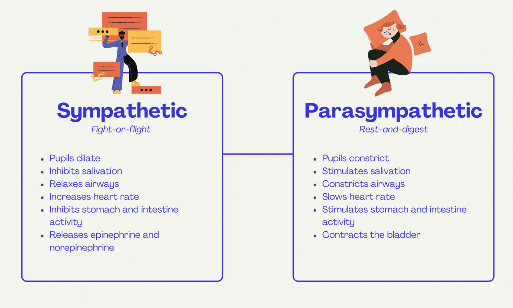 Sympathetic Vs Parasympathetic Nervous System And Biofeedback