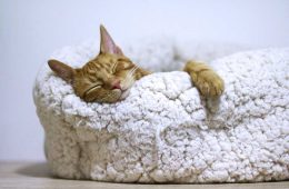 Deep Sleep Cat Relaxation