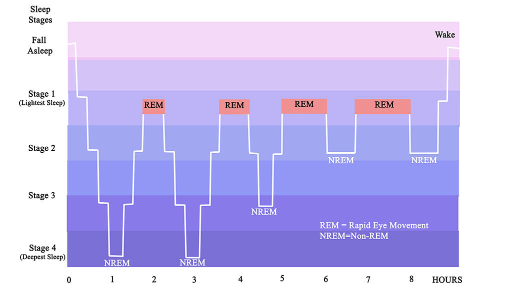 4 Sleep Stages of the Sleep Cycle